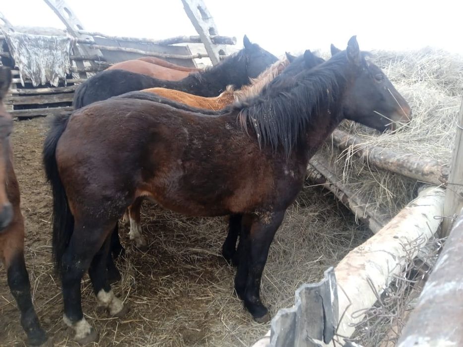 Тайлар Сатылады!