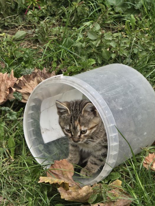 Подарявам женско коте