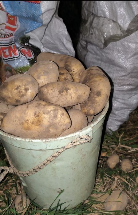 Продам  картофель отборный, доставка.