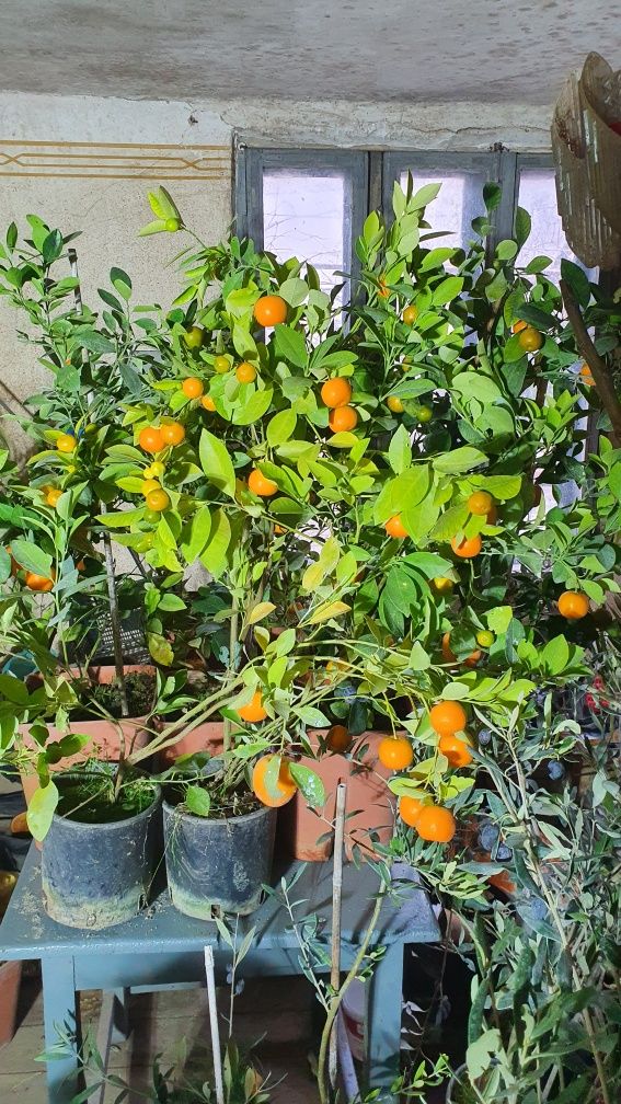 Pomi fructiferi Citrus Oriana