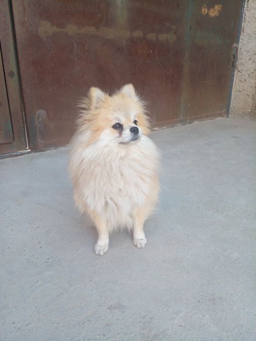 Померанский шпиц