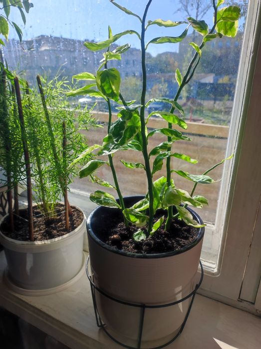 Цветок комнатный в горшке