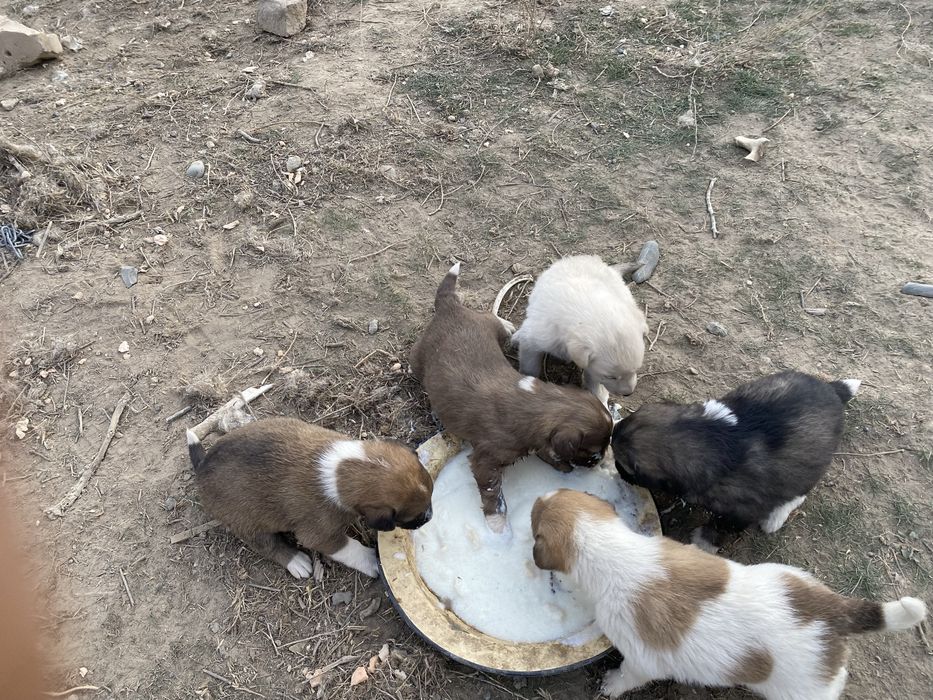 Доставка есть щенки