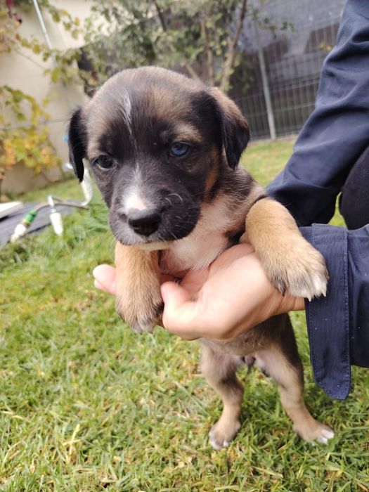 Donez  cățeluși jucausi