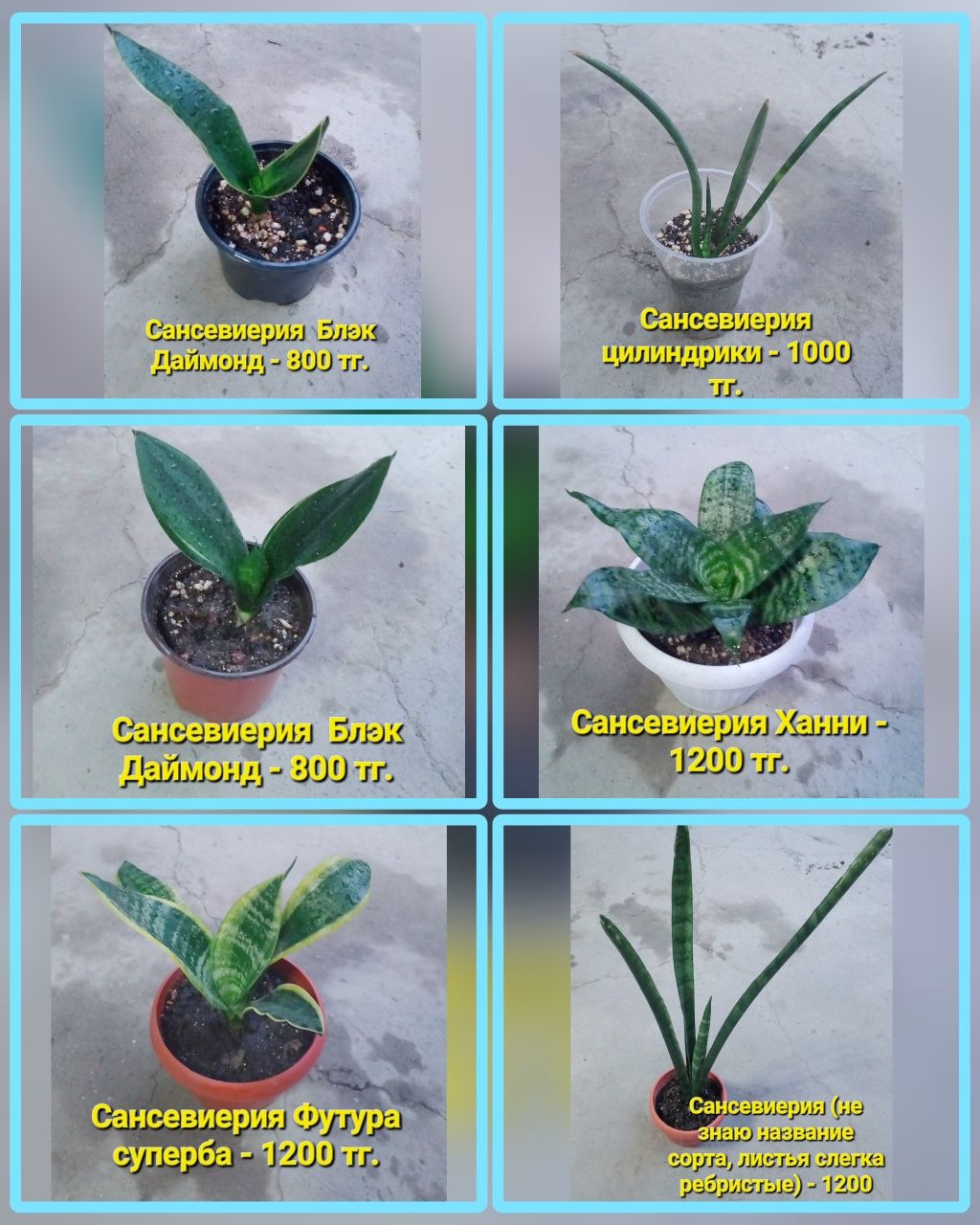 Комнатные растения