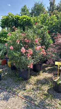 Leandru ( Nerium Oleander )