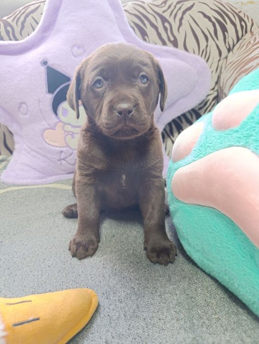 Продажа щенков лабрадора девочки