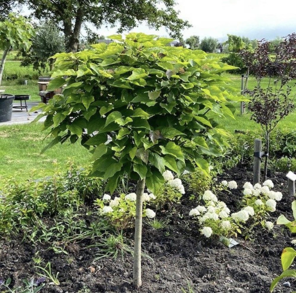 Catalpa nana.