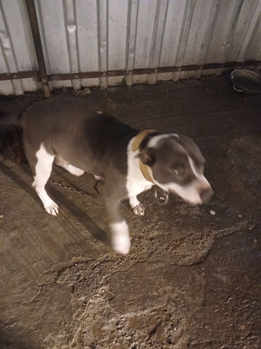 AMSTAFF BLUE cu pedigree