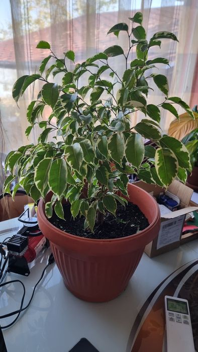 Бенджамини - Шарени.