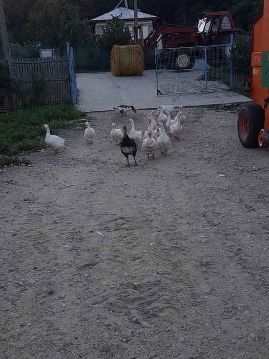 Gâște mari, ouătoare – 230 lei (negociabil) 

Vând gâște sănătoase