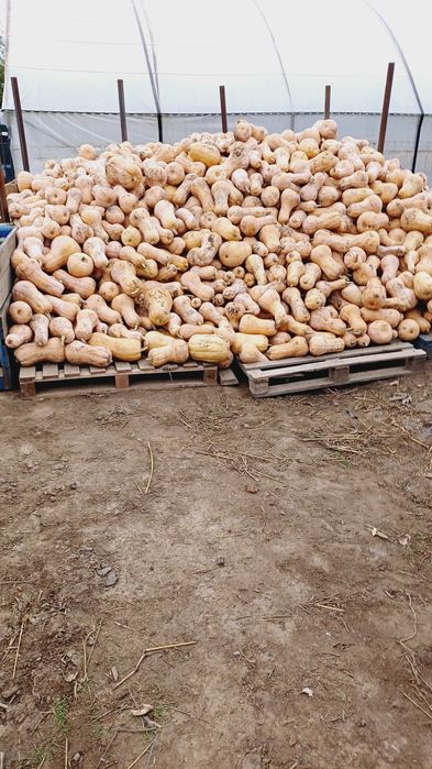 Placintari de vinzare