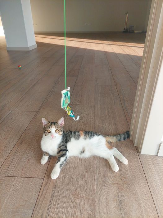 Котенок девочка трехцветная