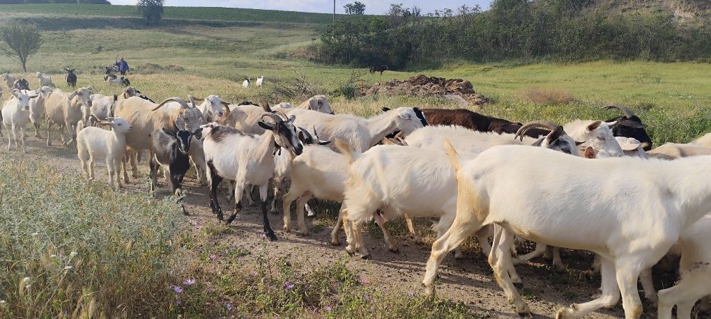 Продавам ярета за месо и разплод