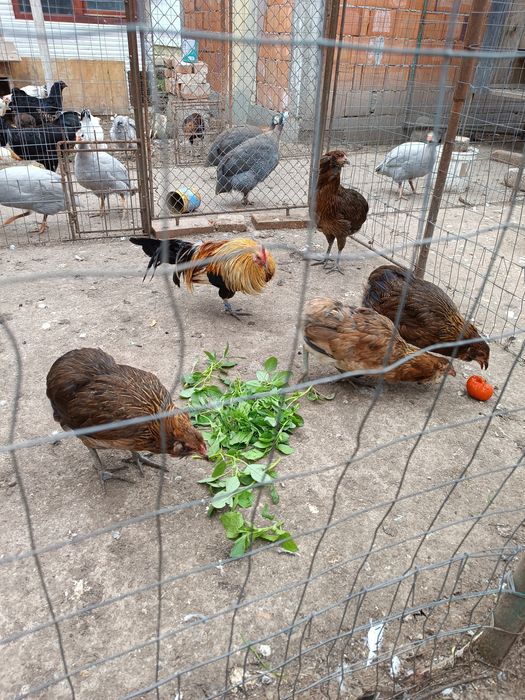 Puicuțe araucana