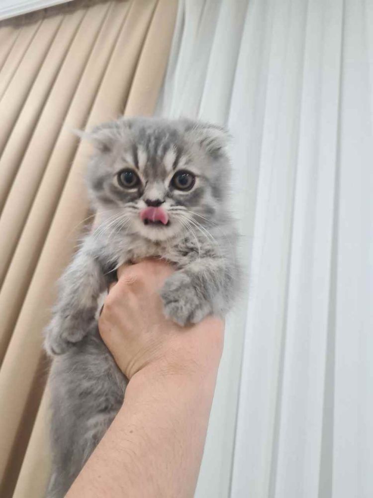 Британский фолд