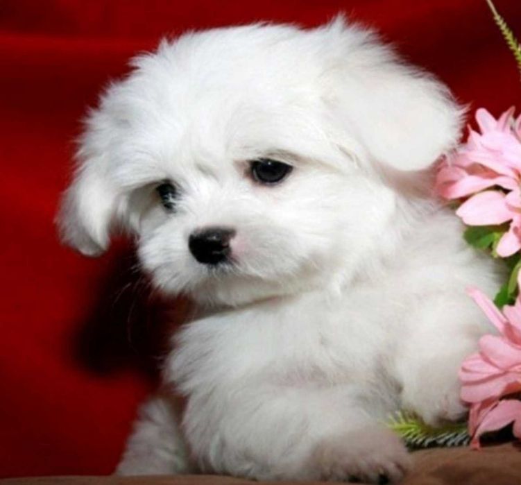 Малтийска болонка мини