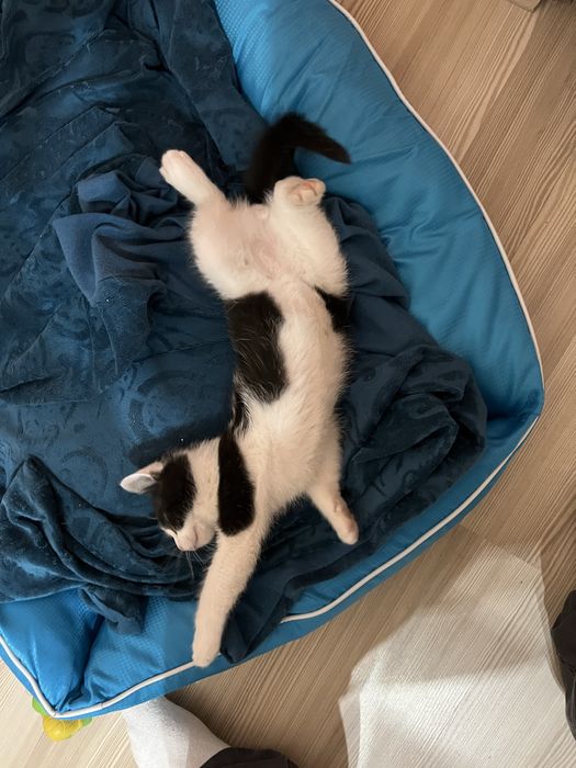 Подарявам мъжко коте