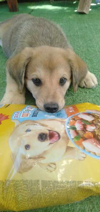 Отдам в добрые руки с доставкой., стерилизация девочек за наш счёт.