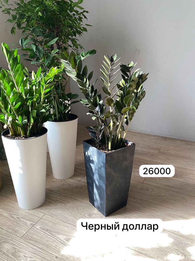 Цветок  на подарок замиокулькас долларовое дерево