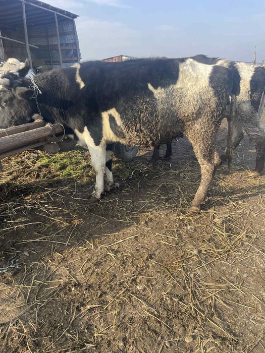 Vând 3 junici la prima fătare au 5-6 luni vițelul in ele fata de drept