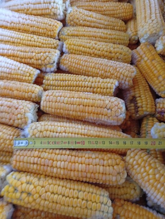 Porumb zaharat Târgoviște