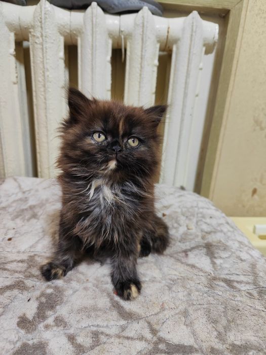 Продаются котята