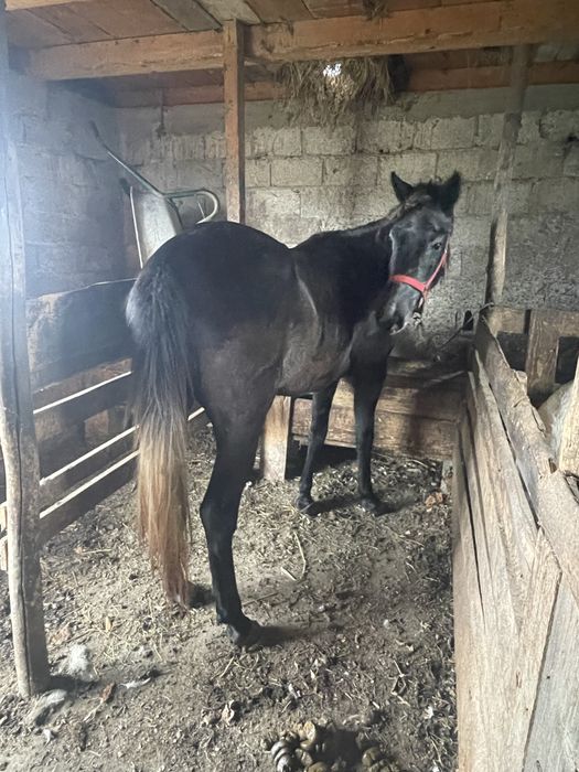 Vand manza 3 ani si un armasar sur 7 ani