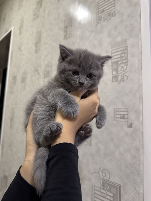 Продается котенок скоттиш страйт мальчик