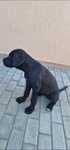 Vand Caine Cane Corso