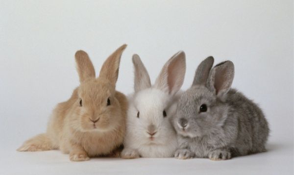 Декоративни зайчета