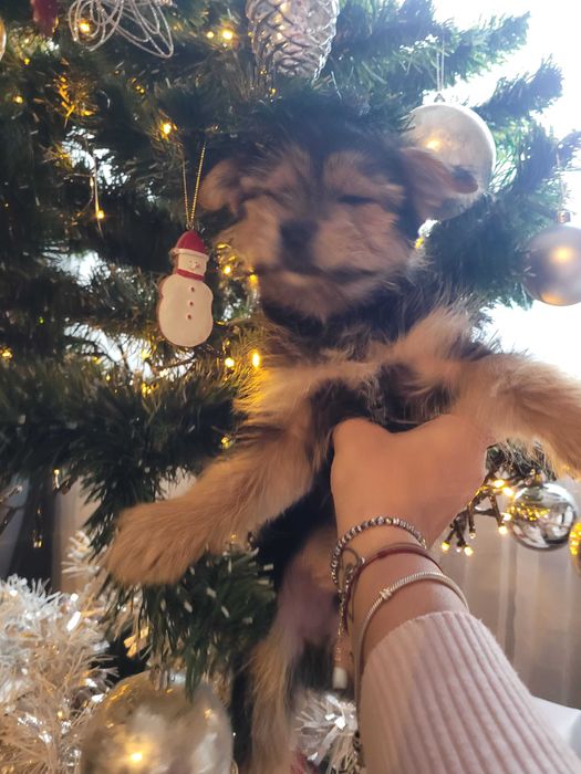 Продавам  кученца