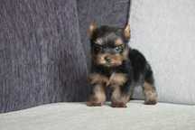 De vanzare Yorkshire terrier talie mini,aspect superb/transport