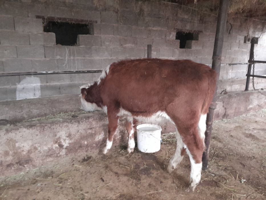 Телка Құнажын сиыр