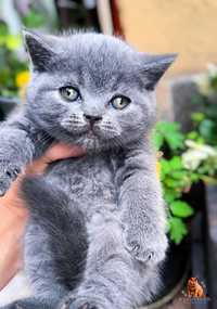 British Shorthair blue cu pedigree