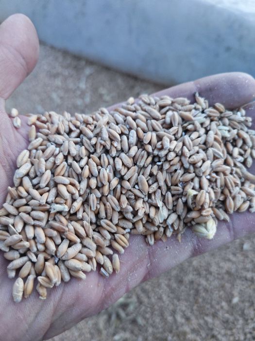 Vând grâu de panificație