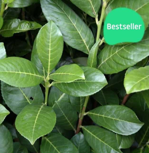 Laur englezesc - Prunus Laurocerasus Rotundifolia, 2 ani,  60-80 cm