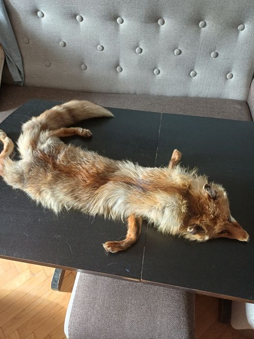 Лисица ,бялка и дива котка. Обработени кожи.