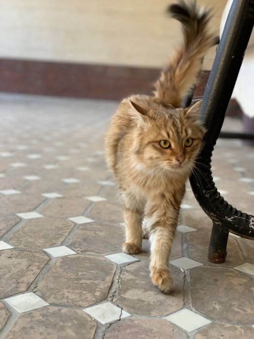 Отдаю котика в хорошие руки