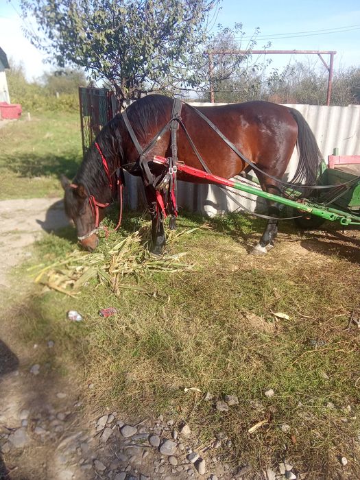 Cal castrat de vânzare