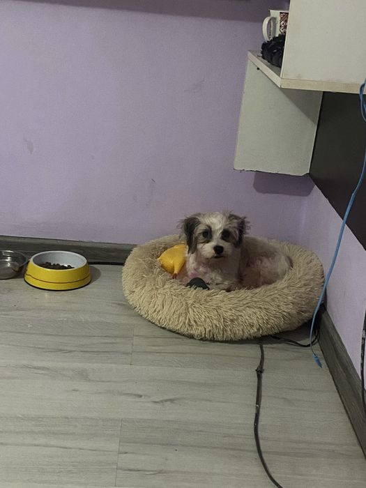 Vand corcitura de bichon