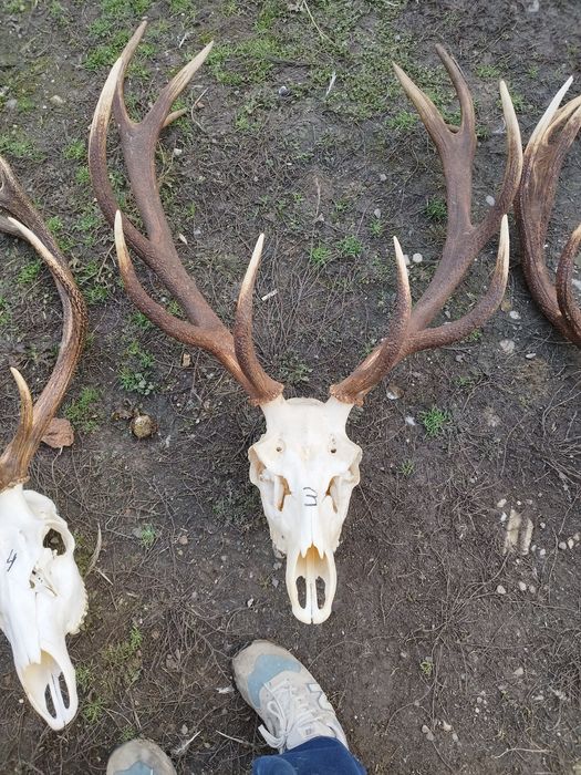 Trofee de cerb frumoase 1500 lei bucata