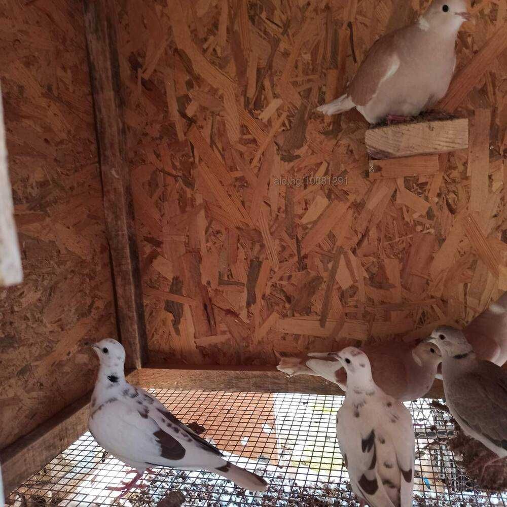 Скумруци, смеещи се гугутки