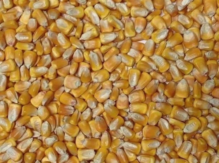 Porumb producția 2025