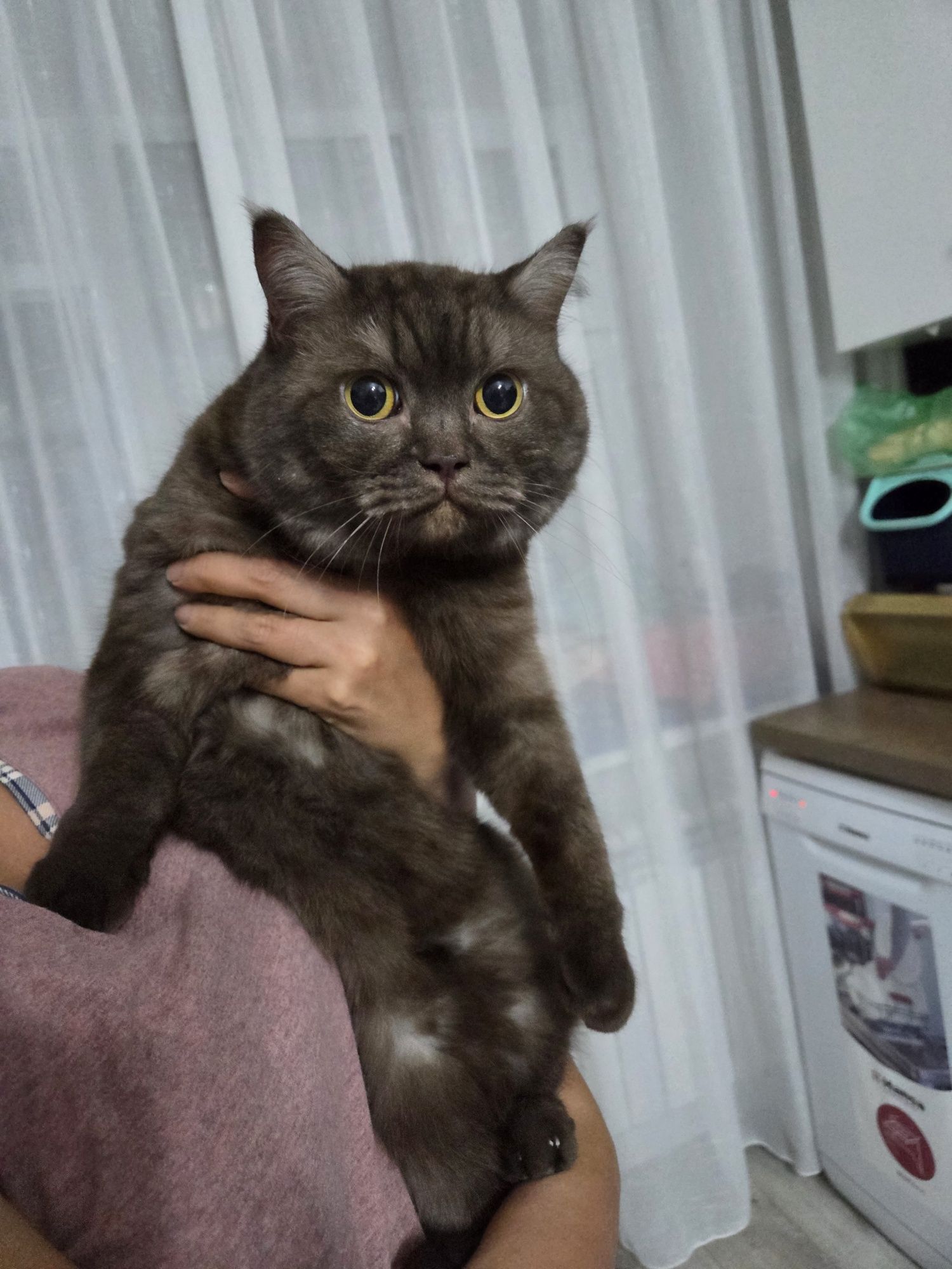 Отдадим кошку британку