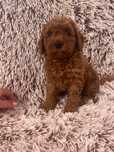 Pui Pudel-Poodel-Caniche roscat toy deosebit poze reale
