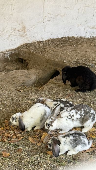 Домашние кролики