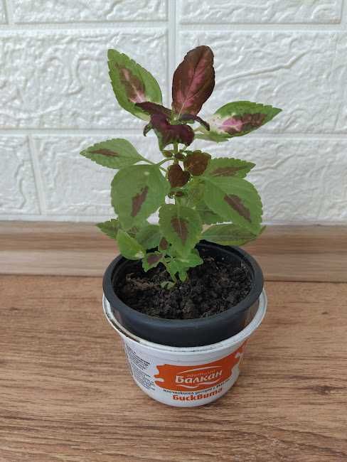 6  растения + отстъпка