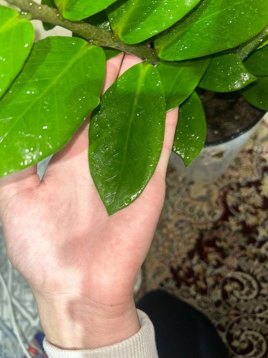 Замиакулькас зелёный