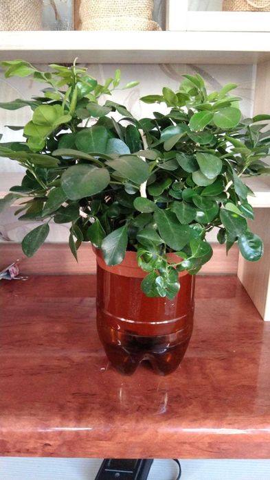 Мурайя метельчатая